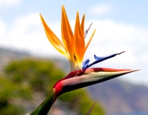 Bird-Of-Paradise-Flower